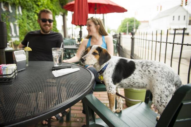 Pet Friendly Patio